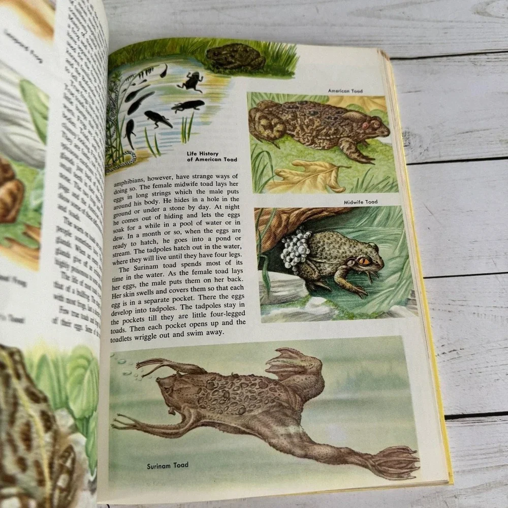 New Golden Treasury of Natural History Parker 1968 1st Print Golden Press